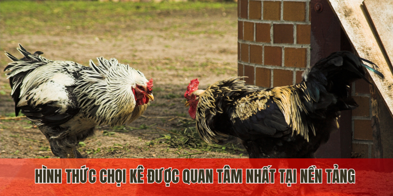 Hình thức chọi kê được quan tâm nhất tại nền tảng